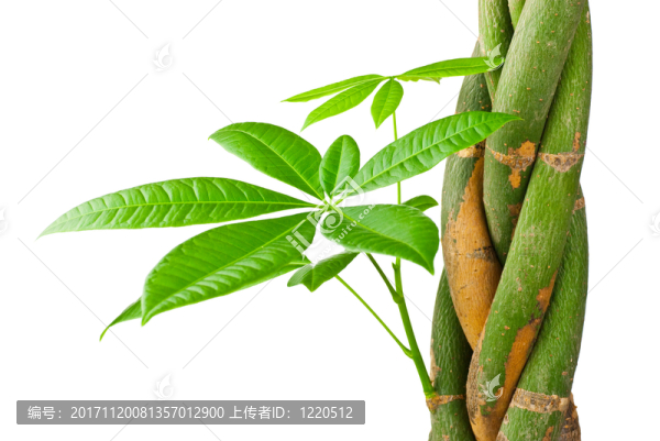 緊密的