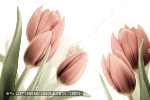 葉子