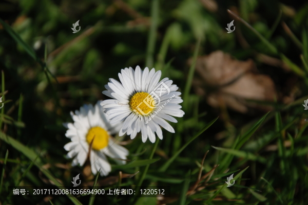 雛菊