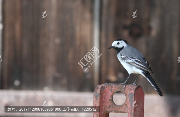 鳥