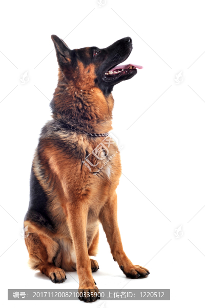 動物