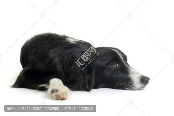 美麗的
