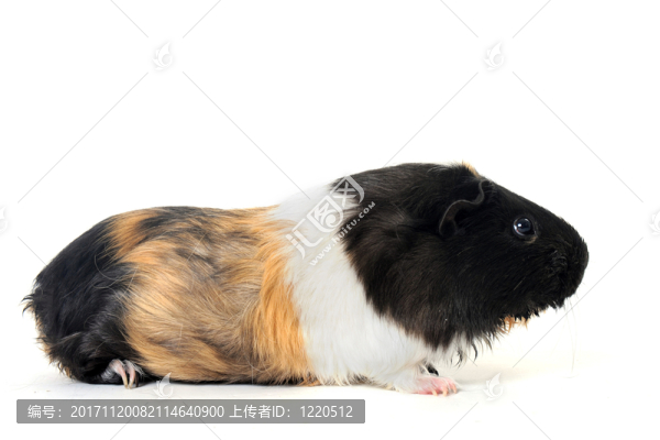 動(dòng)物
