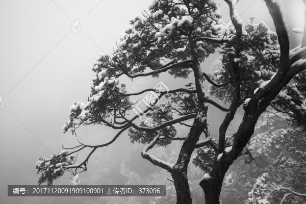 雪中樹