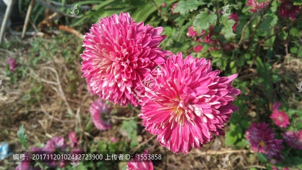 菊