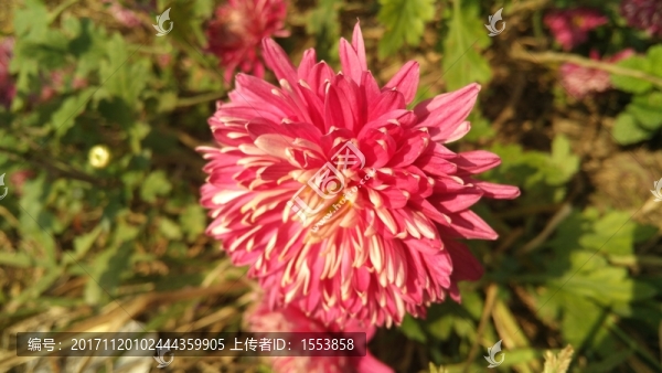 菊花