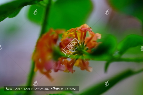 花