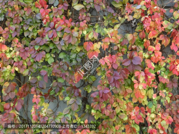 秋色綠植墻,植物墻