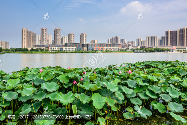 蓮花湖公園水景觀