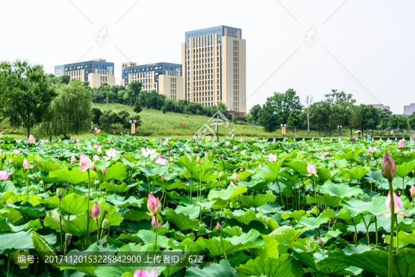 荷花池景觀