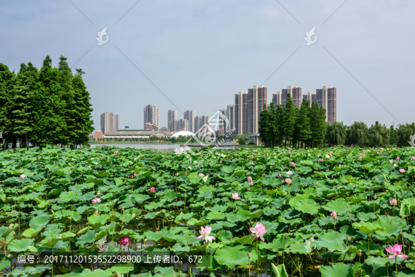 荷花池景觀
