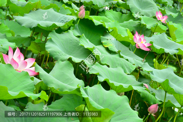 荷葉荷花