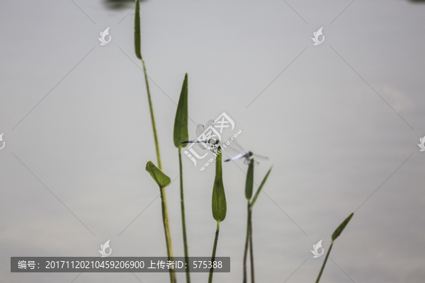 水草