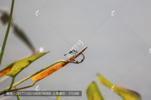 蜻蜓