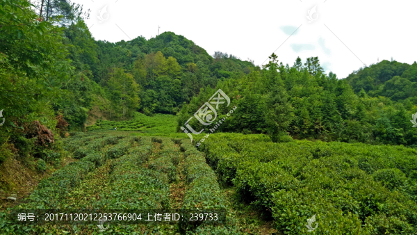 生態(tài)茶園
