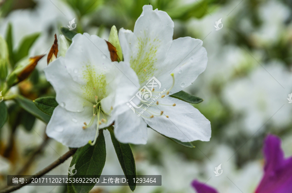 杜鵑花近攝