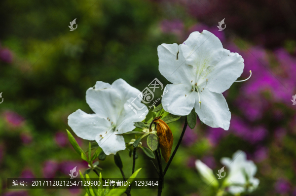 杜鵑花近攝