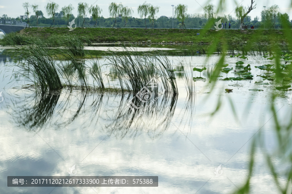 濕地風(fēng)景