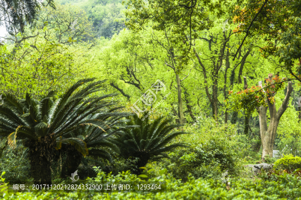 樹林小景