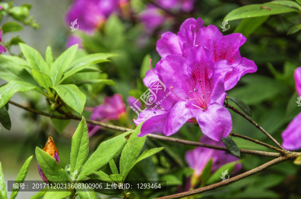 盛開的杜鵑花