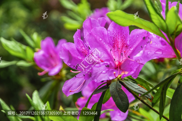 盛開的杜鵑花