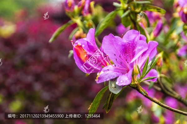 盛開的杜鵑花