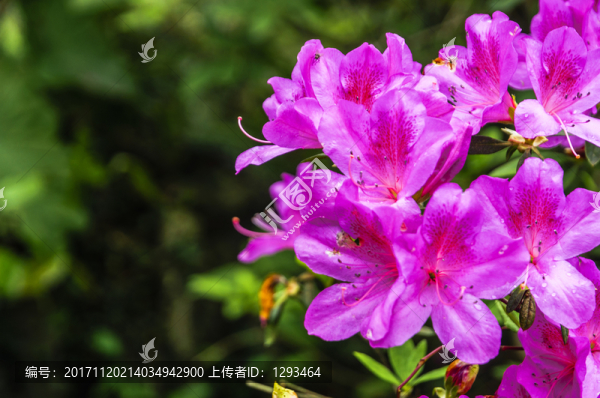 盛開的杜鵑花