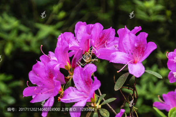 盛開的杜鵑花