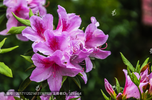 盛開(kāi)的杜鵑花