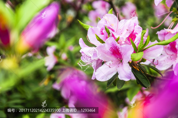 盛開的杜鵑花