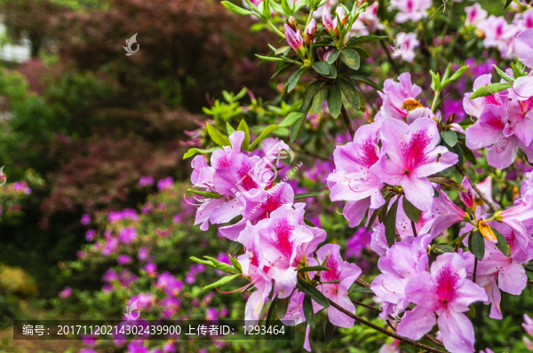 盛開(kāi)的杜鵑花
