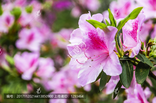 盛開的杜鵑花
