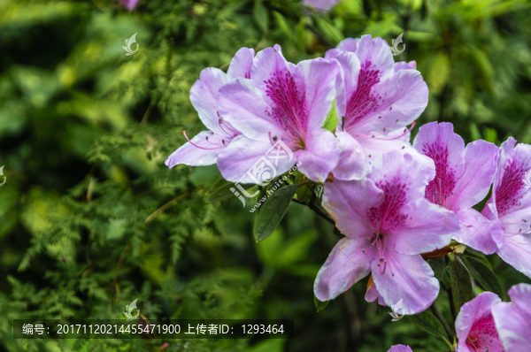 盛開的杜鵑花
