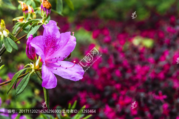 盛開的杜鵑花