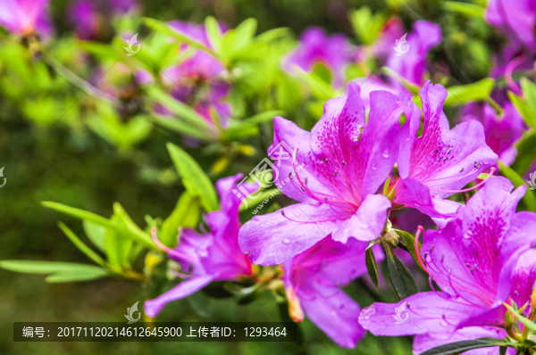 盛開的杜鵑花