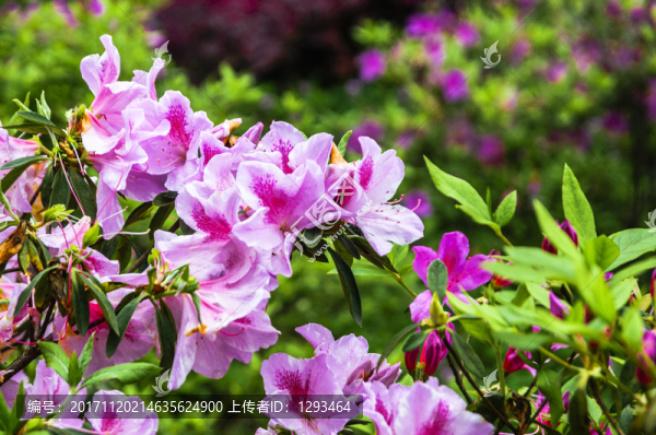 盛開的杜鵑花
