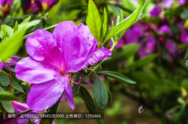 盛開的杜鵑花