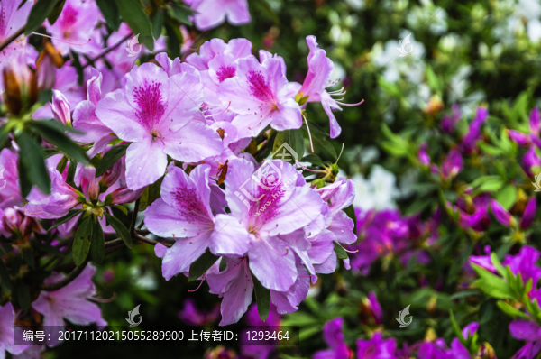 盛開的杜鵑花