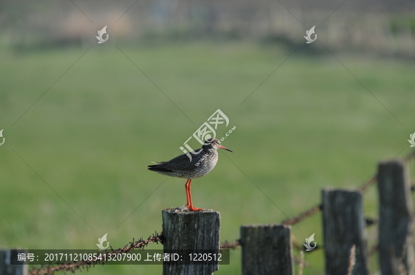 redshank