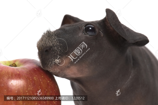 隔離的