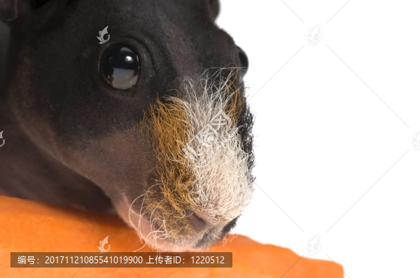 隔離的