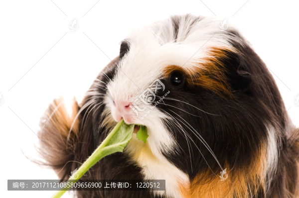 隔離的