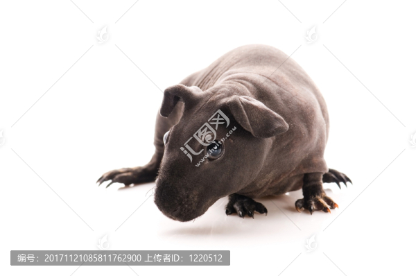 隔離的