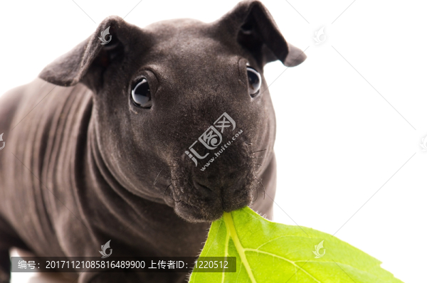 隔離的