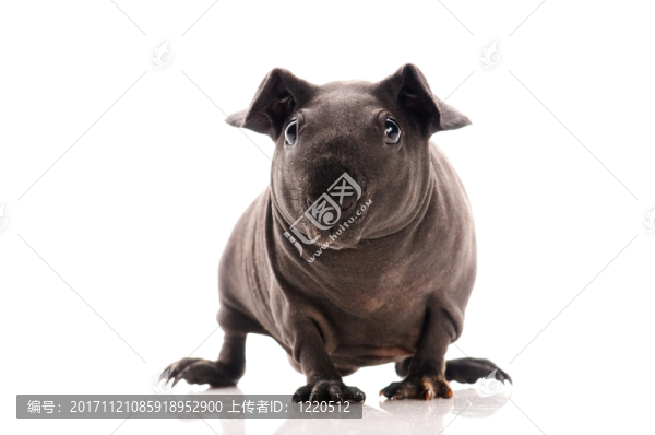 隔離的