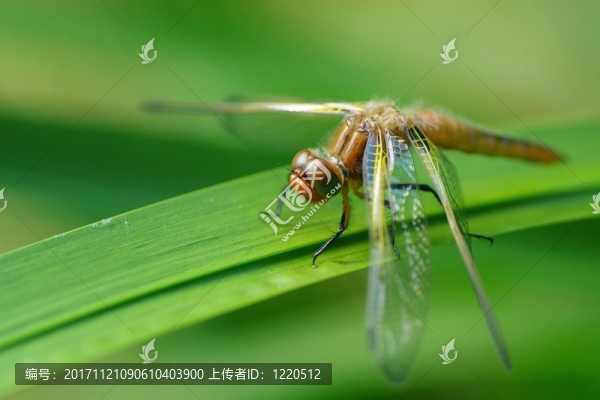 側(cè)面