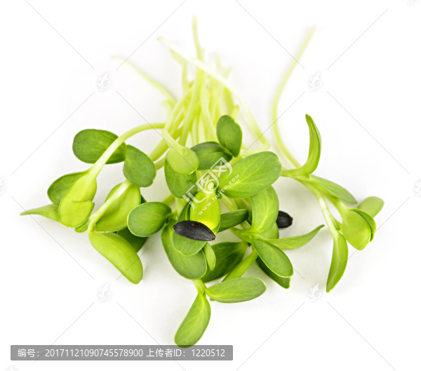 食物
