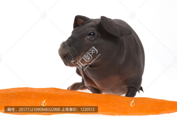 隔離的