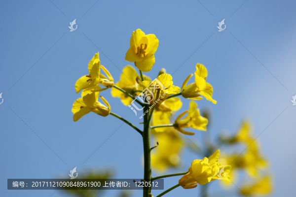 掠奪