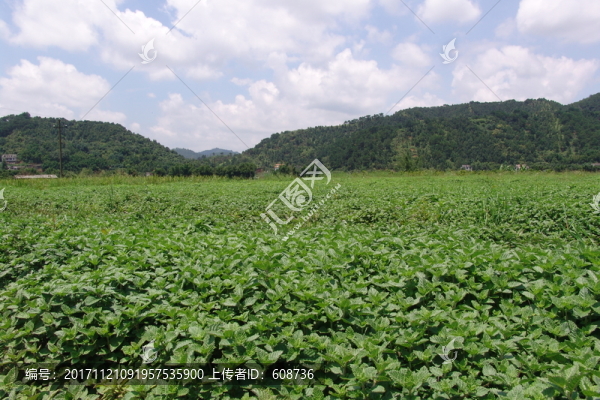 中藥種植